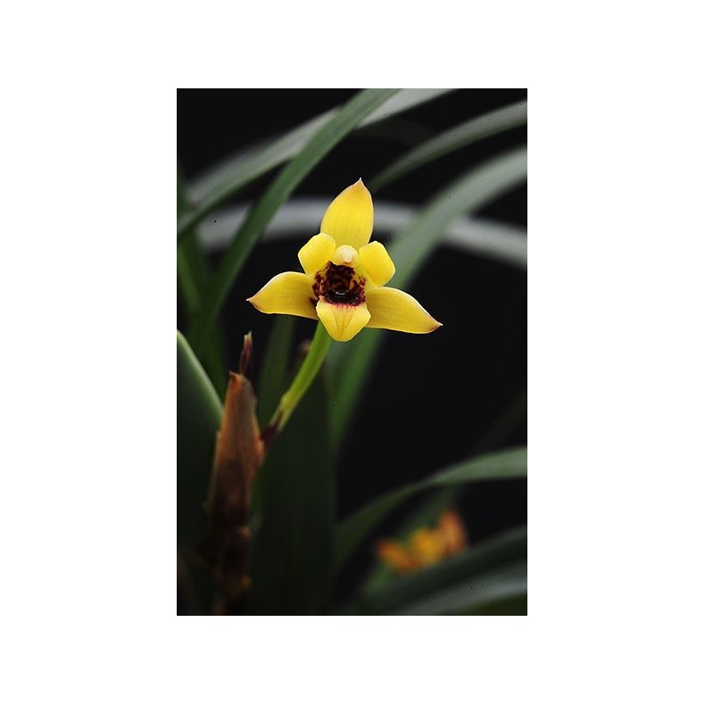 Maxillaria variabilis 'yellow'
