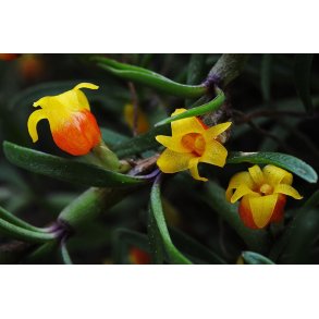 Mediocalcar decoratum