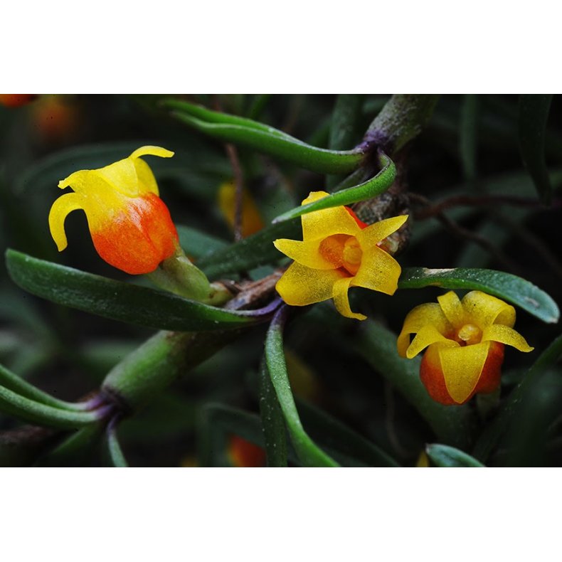 Mediocalcar decoratum