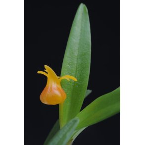 Mediocalcar umbioense