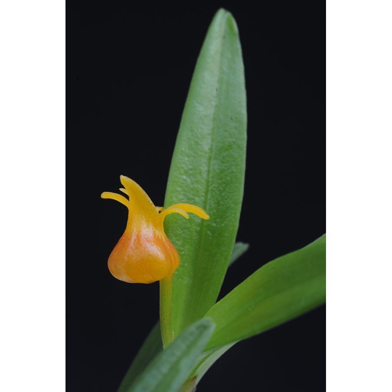 Mediocalcar umbioense
