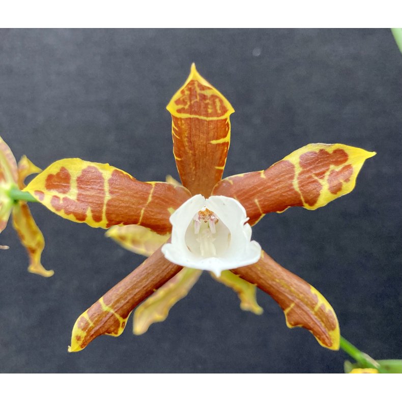 Miltonia candida