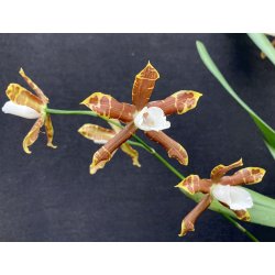 Miltonia candida