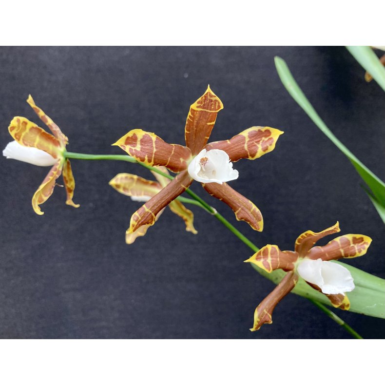 Miltonia candida