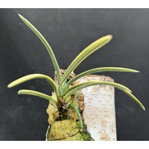 Neofinetia falcata Higashidemiyako