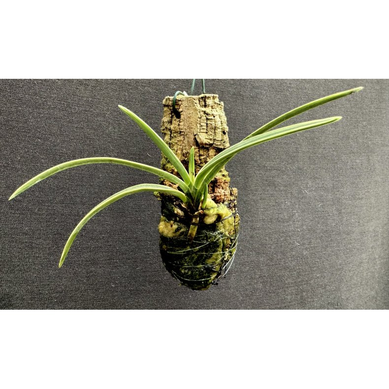 Neofinetia falcata Suruga Fukurinn