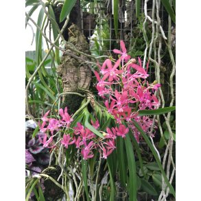 Ascocentrum curvifolium x Neofinettia falcata (Ascofinetia Peaches)
