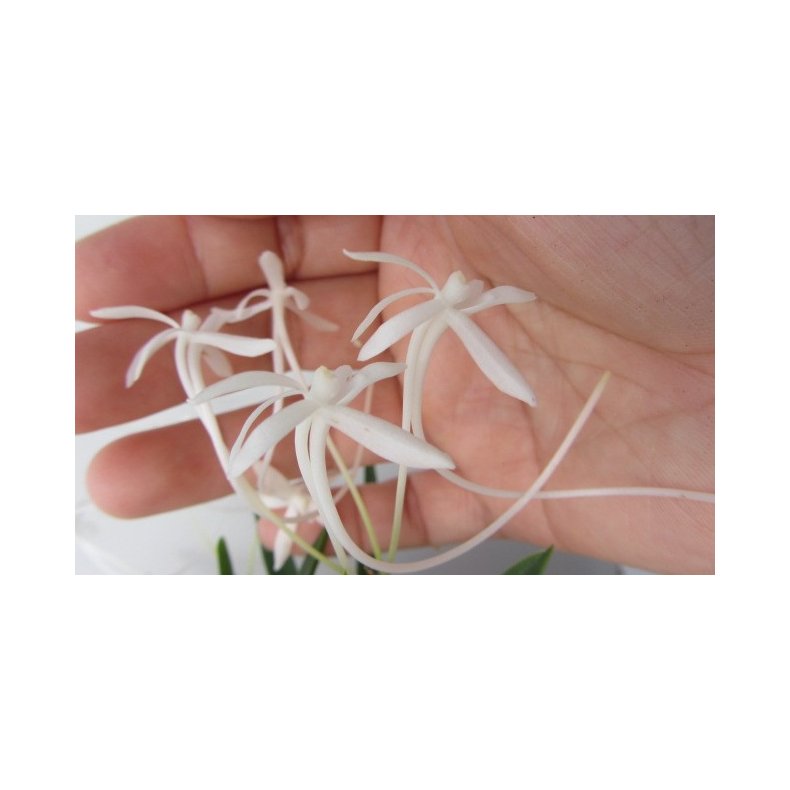 Neofinetia falcata