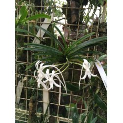 Neofinetia falcata