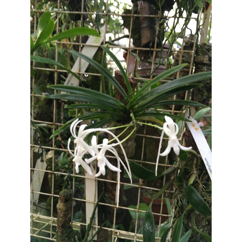Neofinetia falcata
