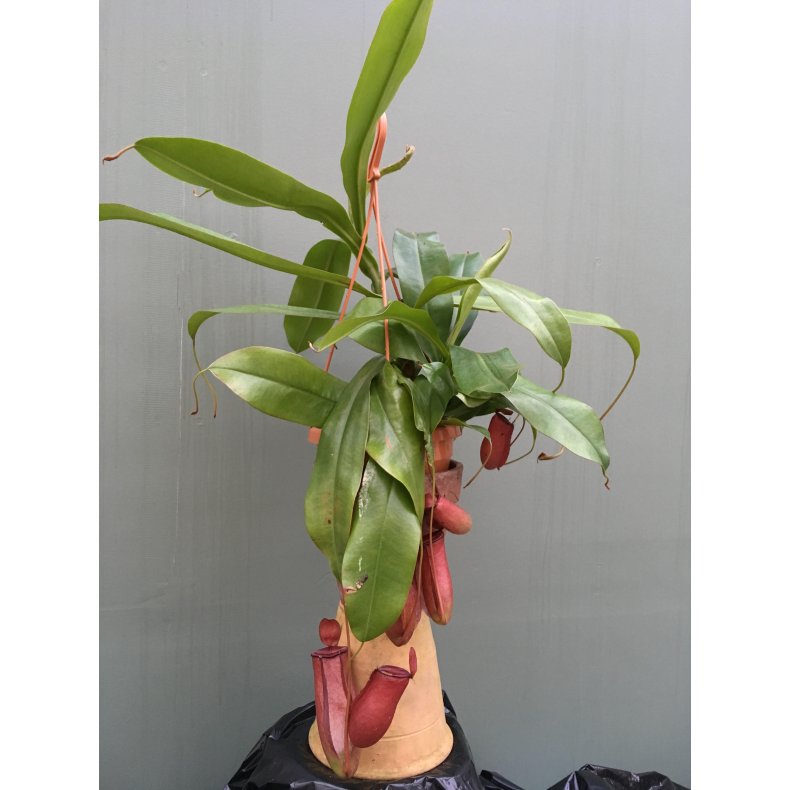 Nepenthes