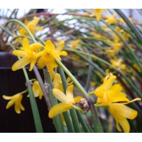 Octomeria  juncifolia