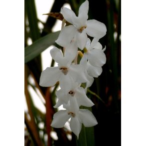 Odontoglossum pulchellum