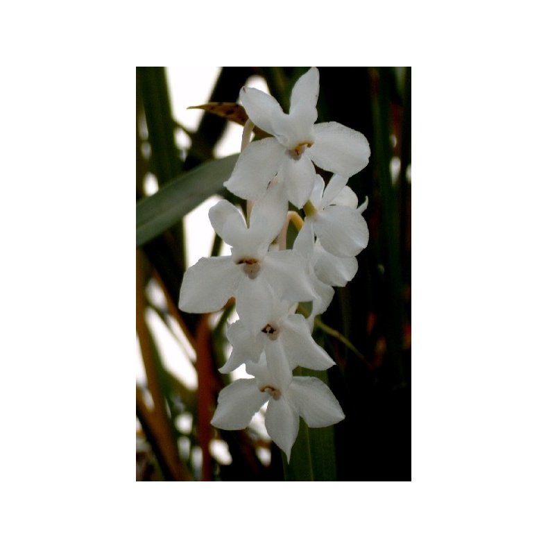 Odontoglossum pulchellum