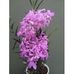 Oerstedella centradenia