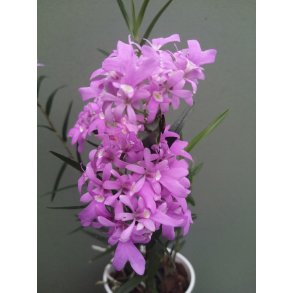 Oerstedella centradenia