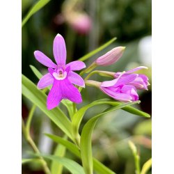 Oerstedella centradenia