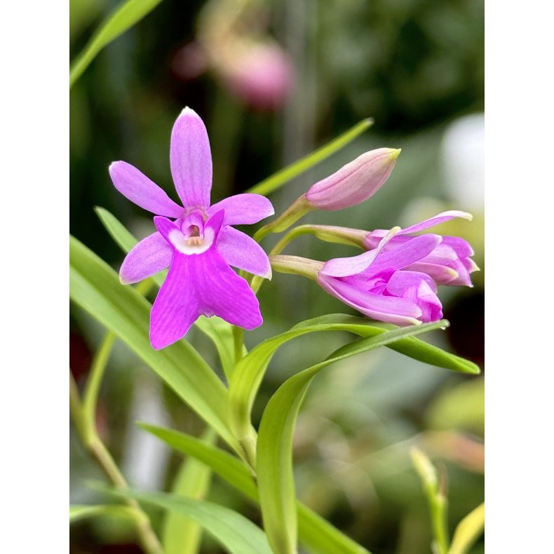 Oerstedella centradenia