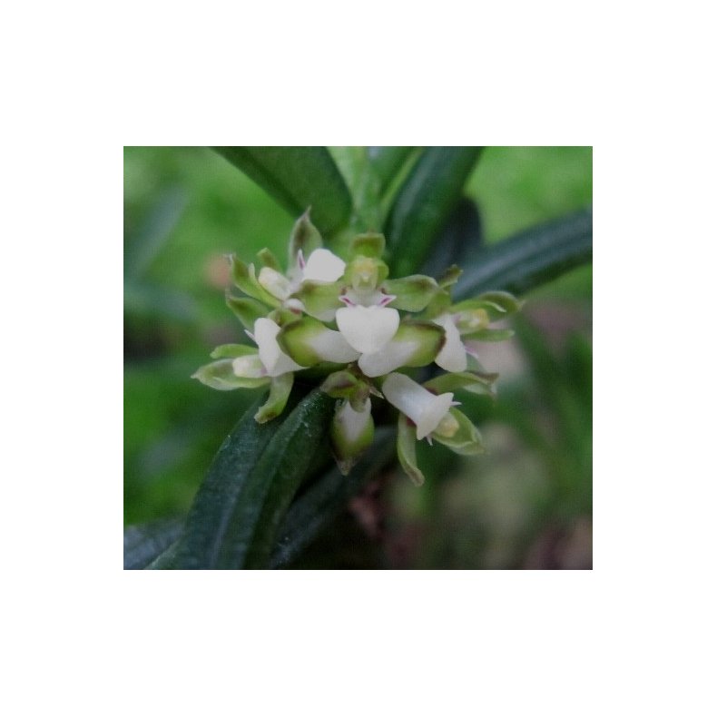 Omea philippinensis