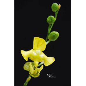 Oncidium cheirophorum