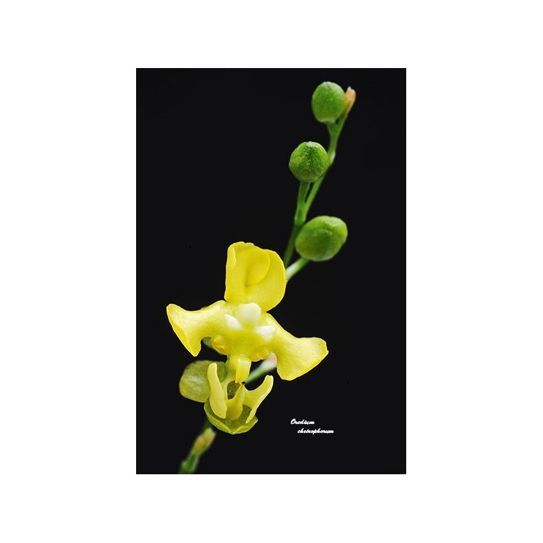 Oncidium cheirophorum