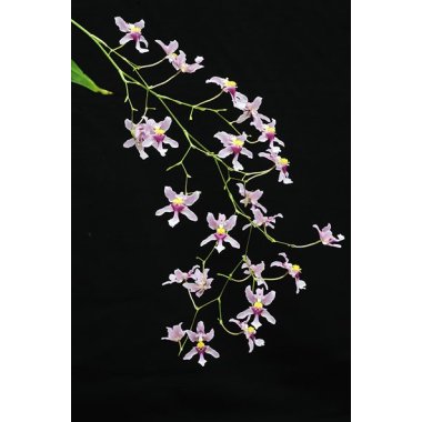 Oncidium