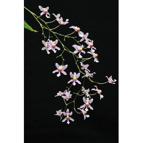 Oncidium ornithorhyncum