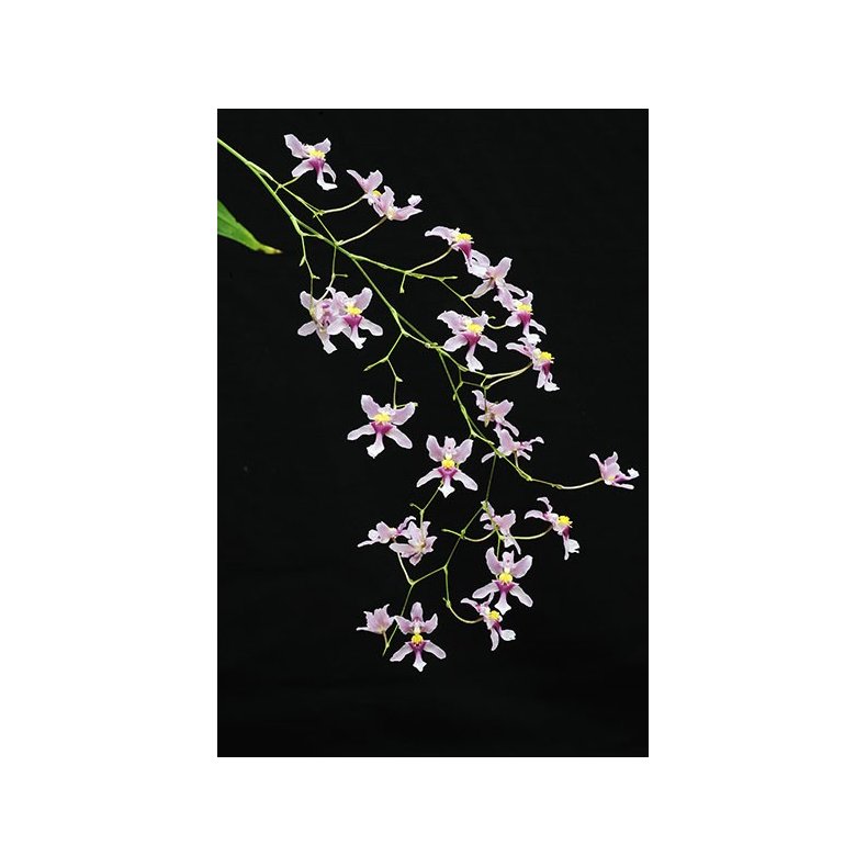 Oncidium ornithorhyncum