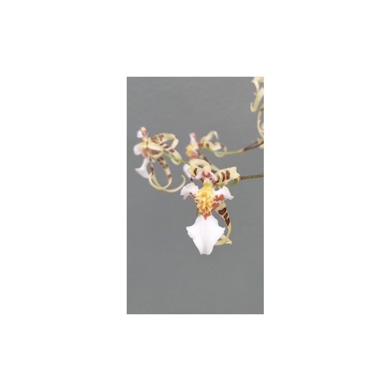 Oncidium pymatochilum