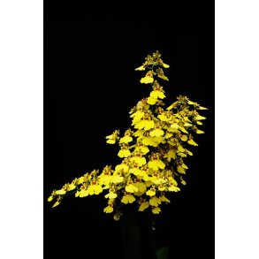 Oncidium Sweet Sugar