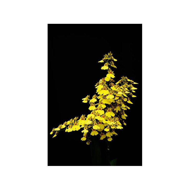 Oncidium Sweet Sugar