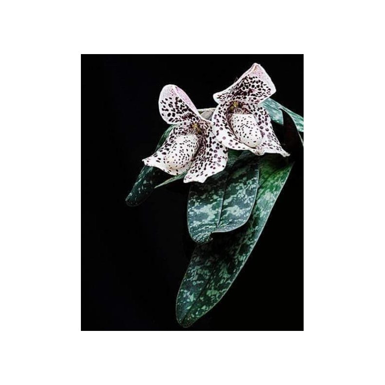 Paphiopedilum bellatulum