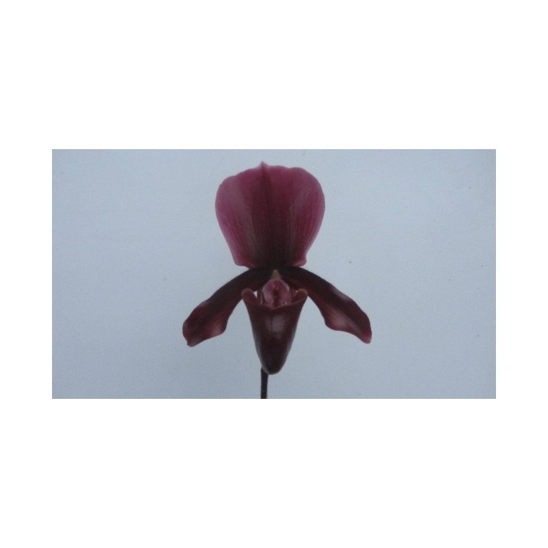 Paphiopedilum Black Jack