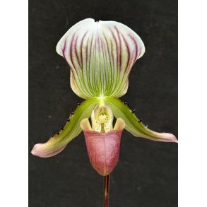 Paphiopedilum calossum