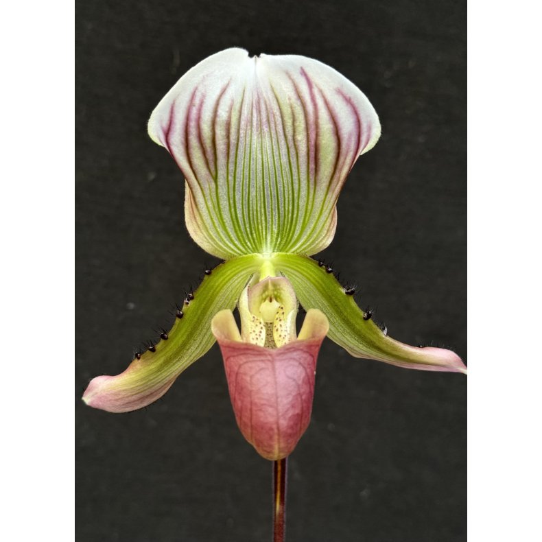 Paphiopedilum calossum