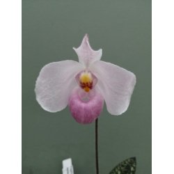 Paphiopedilum delenatii 