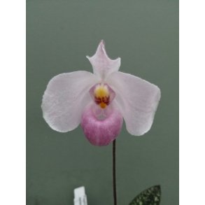 Paphiopedilum delenatii 