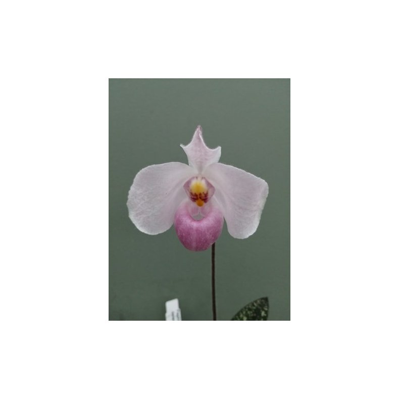 Paphiopedilum delenatii 