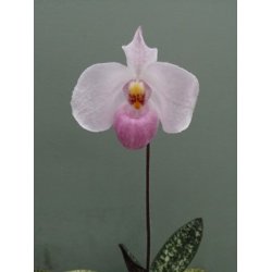 Paphiopedilum delenatii 