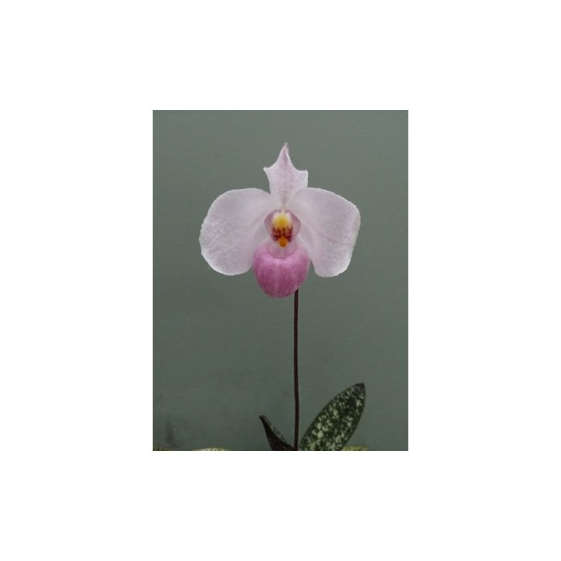 Paphiopedilum delenatii 