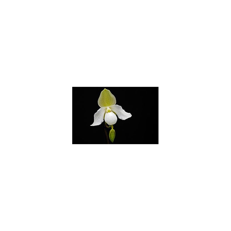 Paphiopedilum Deperle