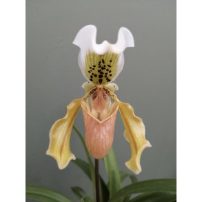 Paphiopedilum exul