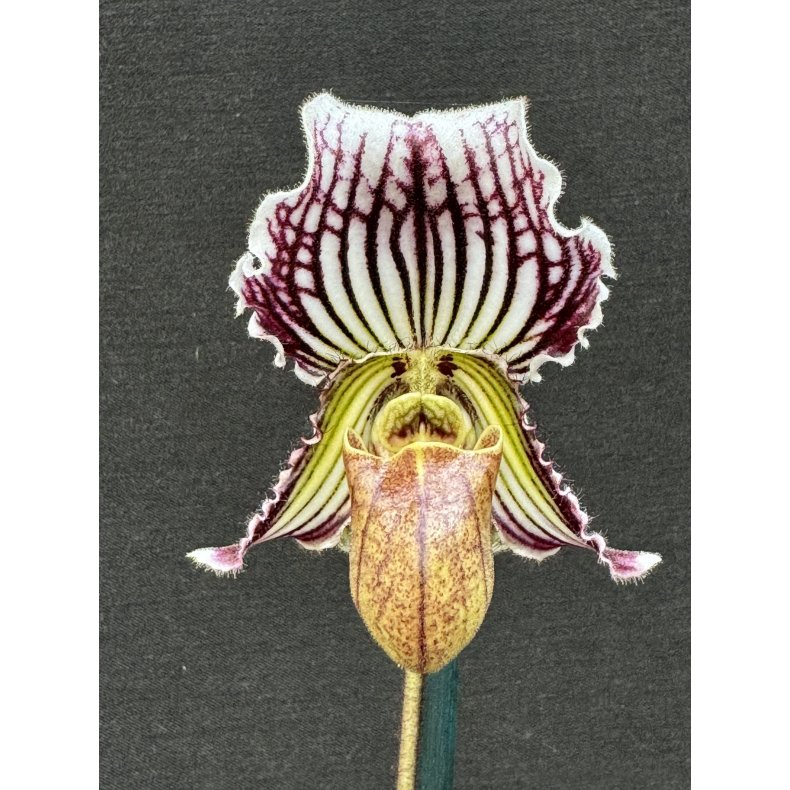 Paphiopedilum fairrieanum 