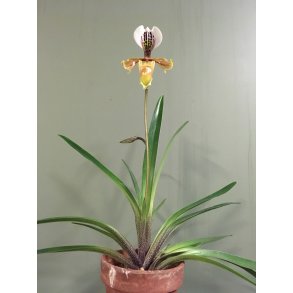 Paphiopedilum gratrixianum