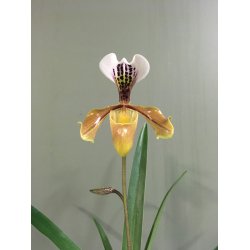 Paphiopedilum gratrixianum