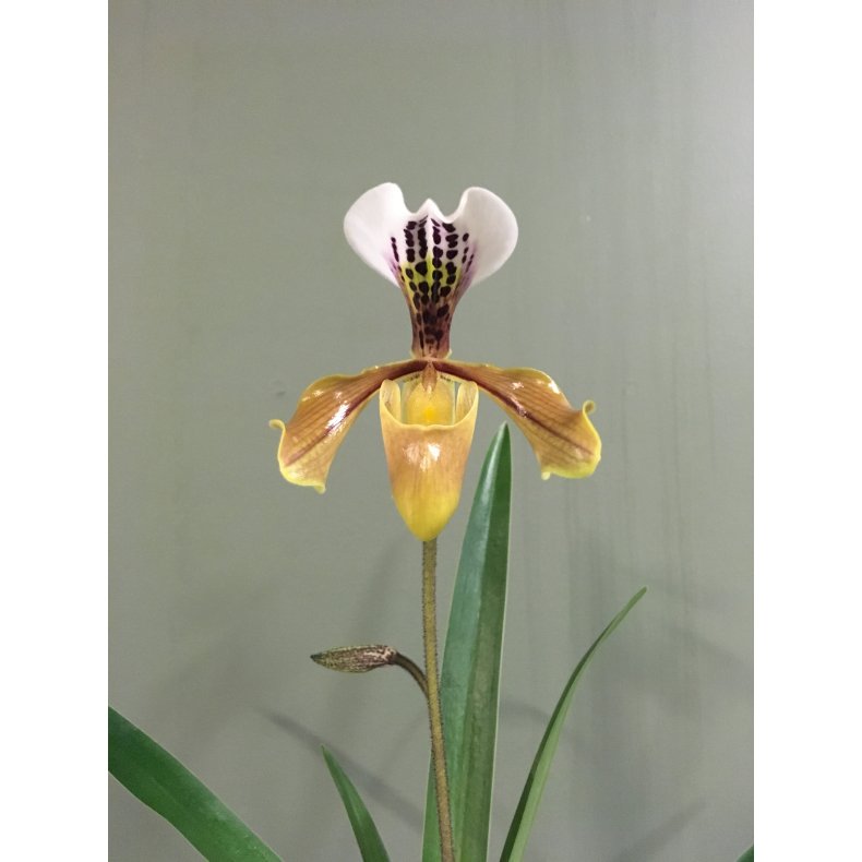 Paphiopedilum gratrixianum