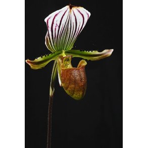 Paphiopedilum lawrenceanum