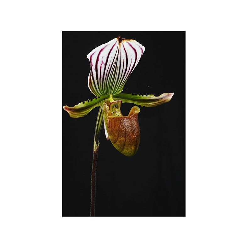Paphiopedilum lawrenceanum