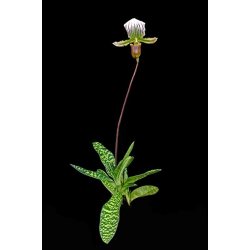 Paphiopedilum lawrenceanum