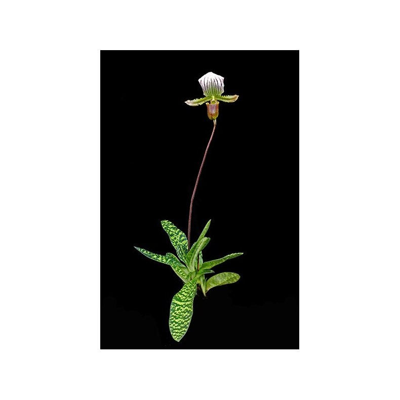 Paphiopedilum lawrenceanum